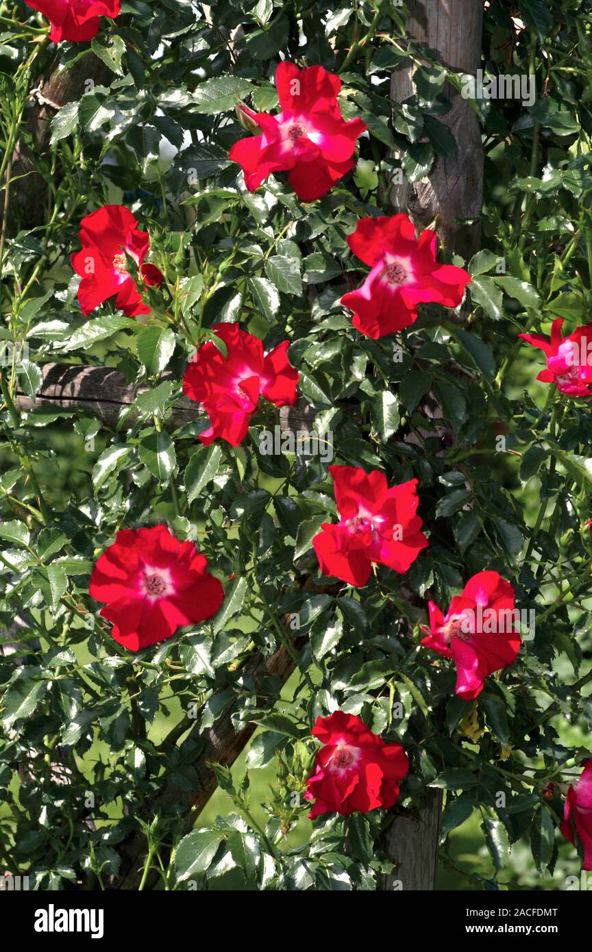 Kordesii Climbing Rose (Rosa 'Dortmund'). Stock Photo