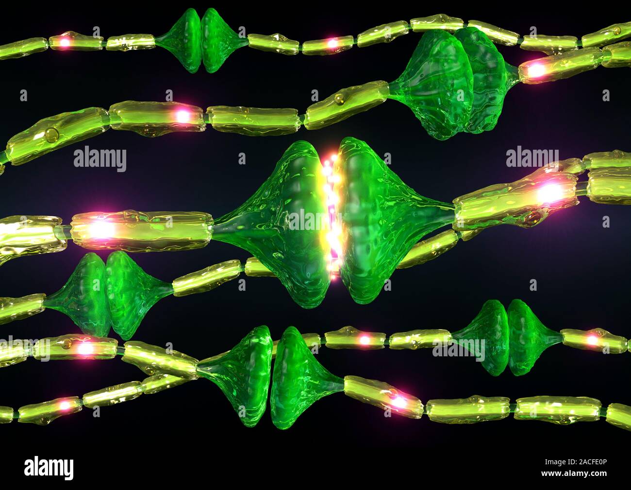Synapses. Computer artwork of synapses, the junctions between the ends ...