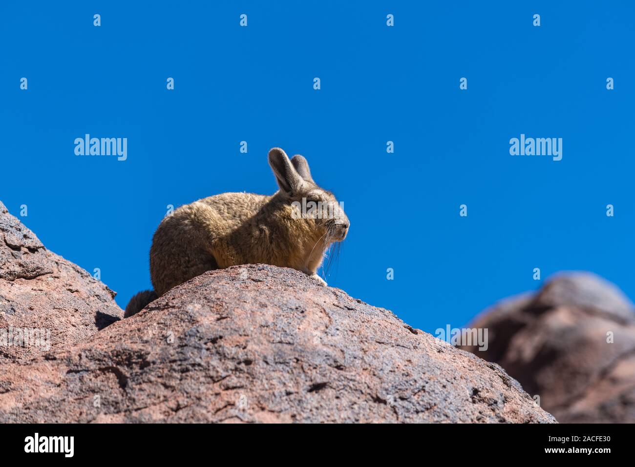 Reserva De Faune Andina High Resolution Stock Photography and Images ...
