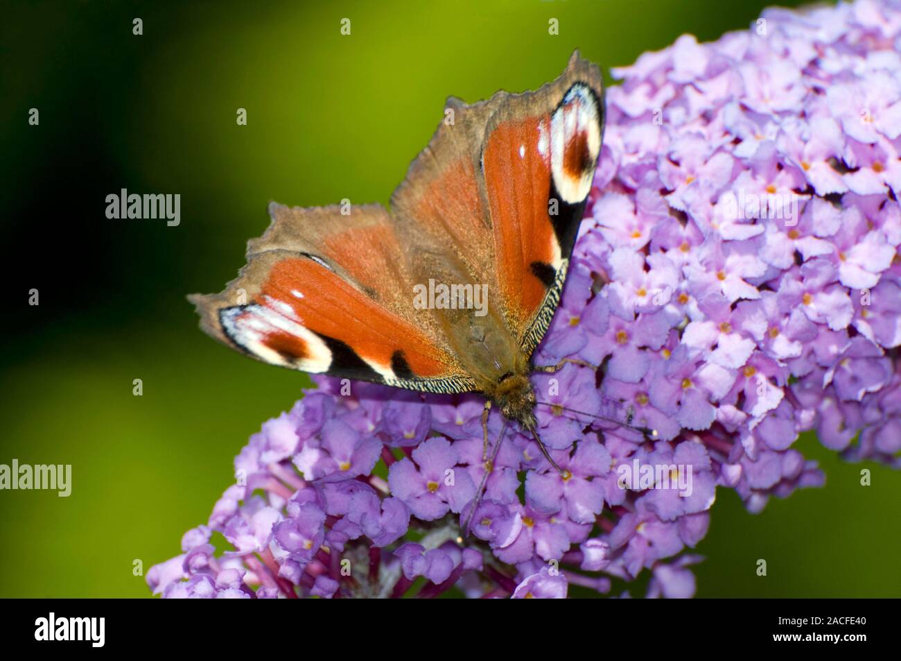 Peacock butterfly (Inachis io) feeding on a butterfly bush (Buddleia sp ...