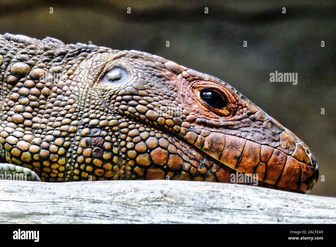 The caiman lizard is a semi-aquatic species named for its large, heavy scales that resemble those of the caiman crocodile. Stock Photo