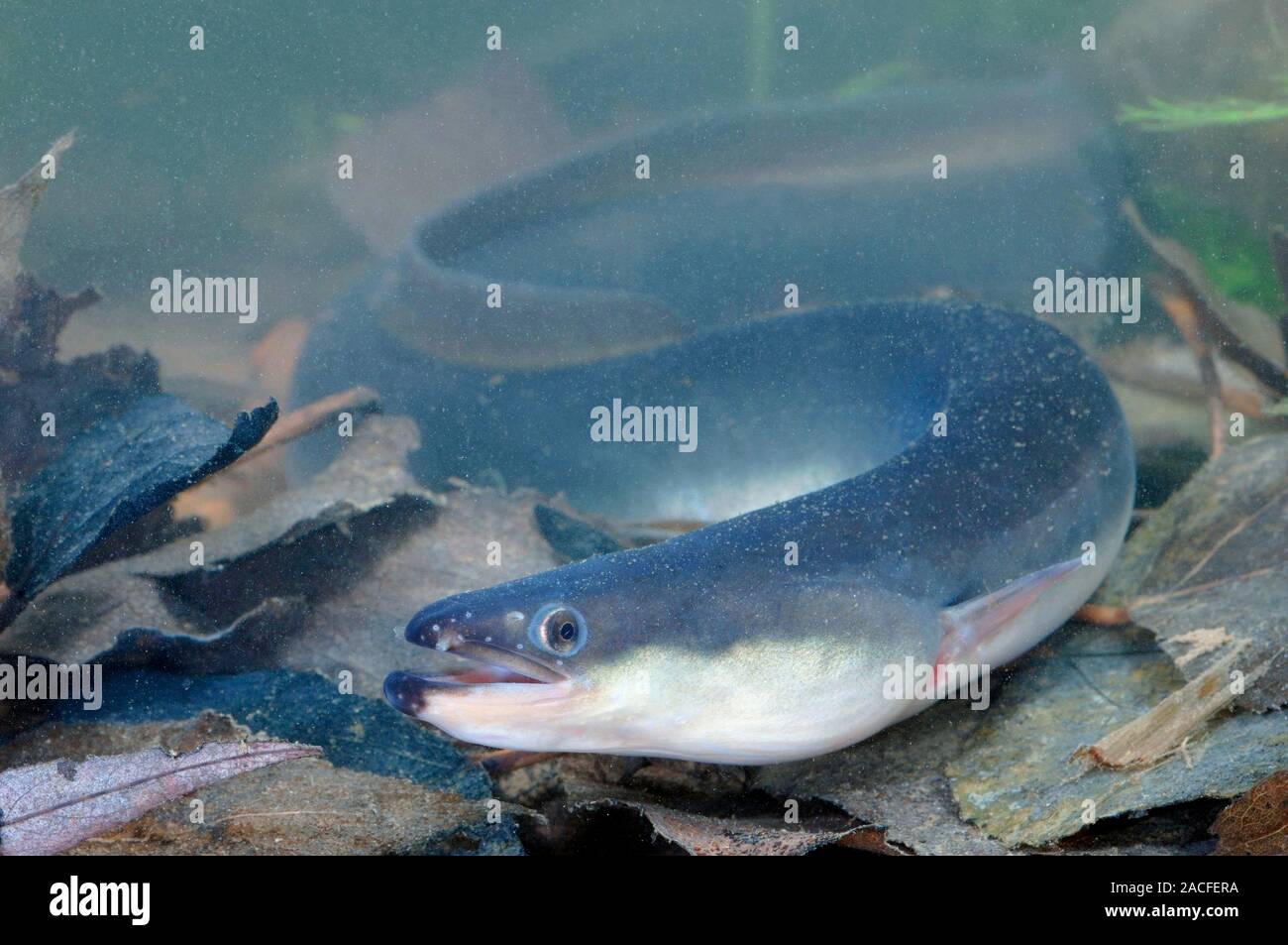 European eel (Anguilla anguilla) This fish spawns and hatches in salt European eel (Anguilla anguilla) This fish spawns and hatches in salt