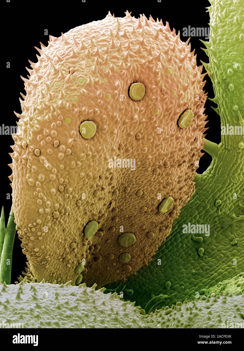 Herb oil glands. Coloured scanning electron micrograph (SEM) of the