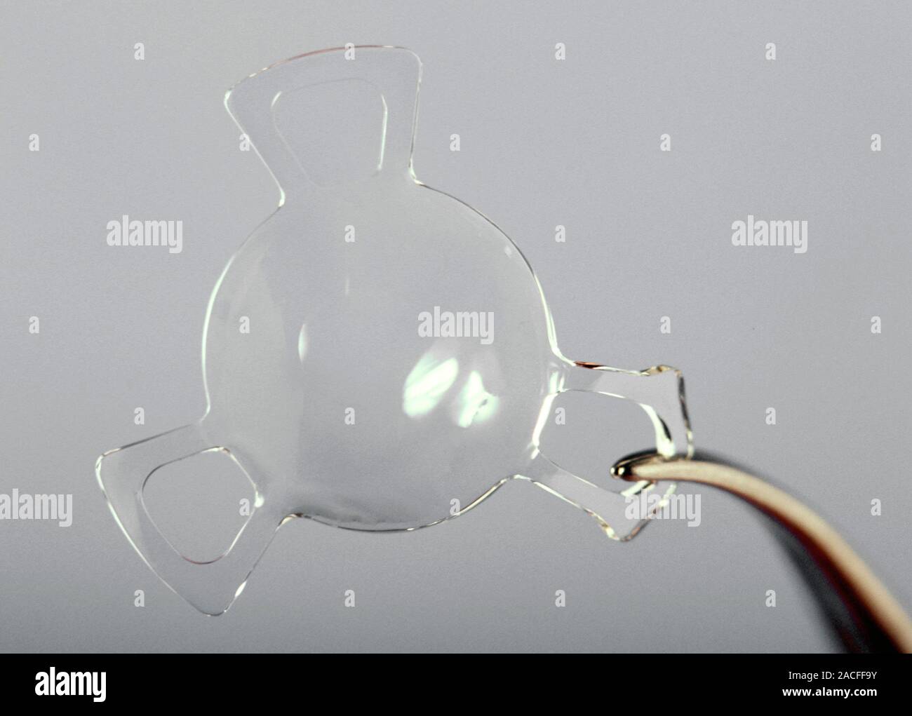 Artificial eye lens, held in a pair of forceps during eye surgery. An artificial lens (also