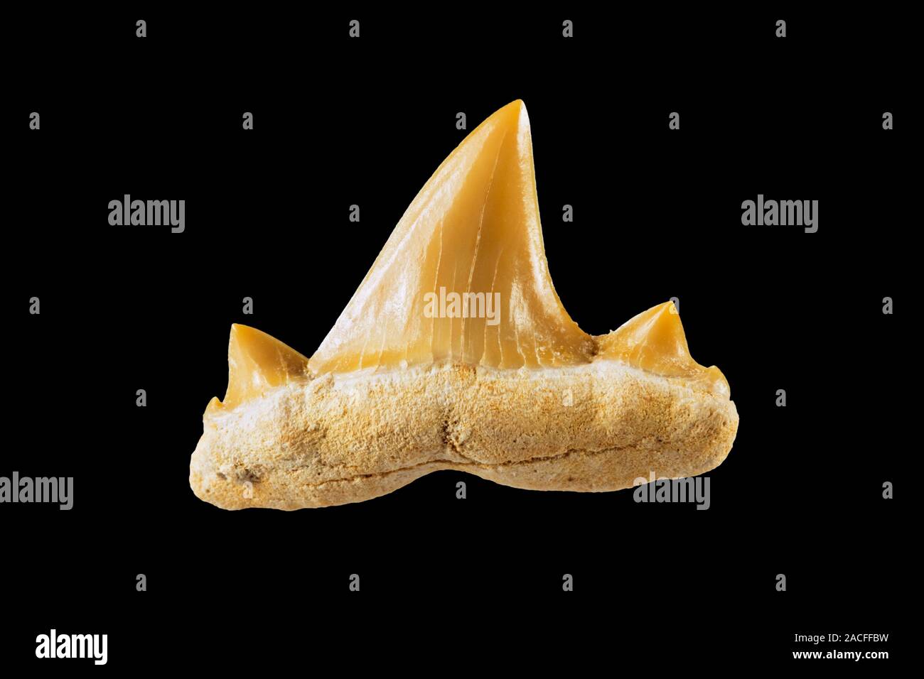 Fossil shark tooth (Cretolamna biariculata). Example of the tooth of