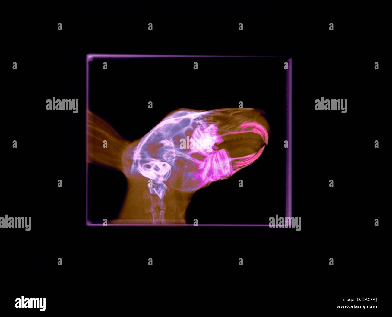 X Ray Cor Rabbit Normal Rabbit, coloured X-ray Stock Photo - Alamy