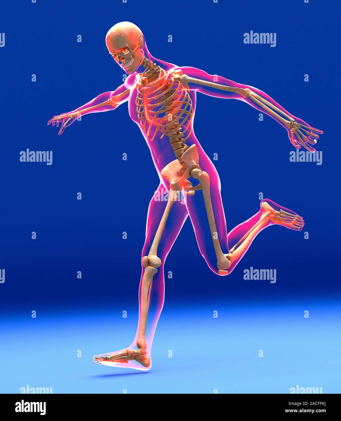 Football kick. Computer artwork showing a skeleton in the process of