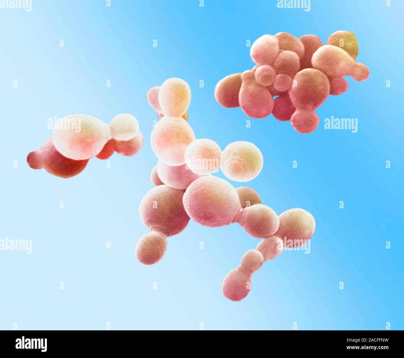 Skin fungus. Coloured scanning electron micrograph (SEM) of spore