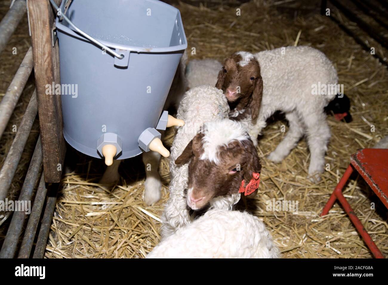 Young dairy sheep. Young lambs inside a pen at a dairy farm. The blue