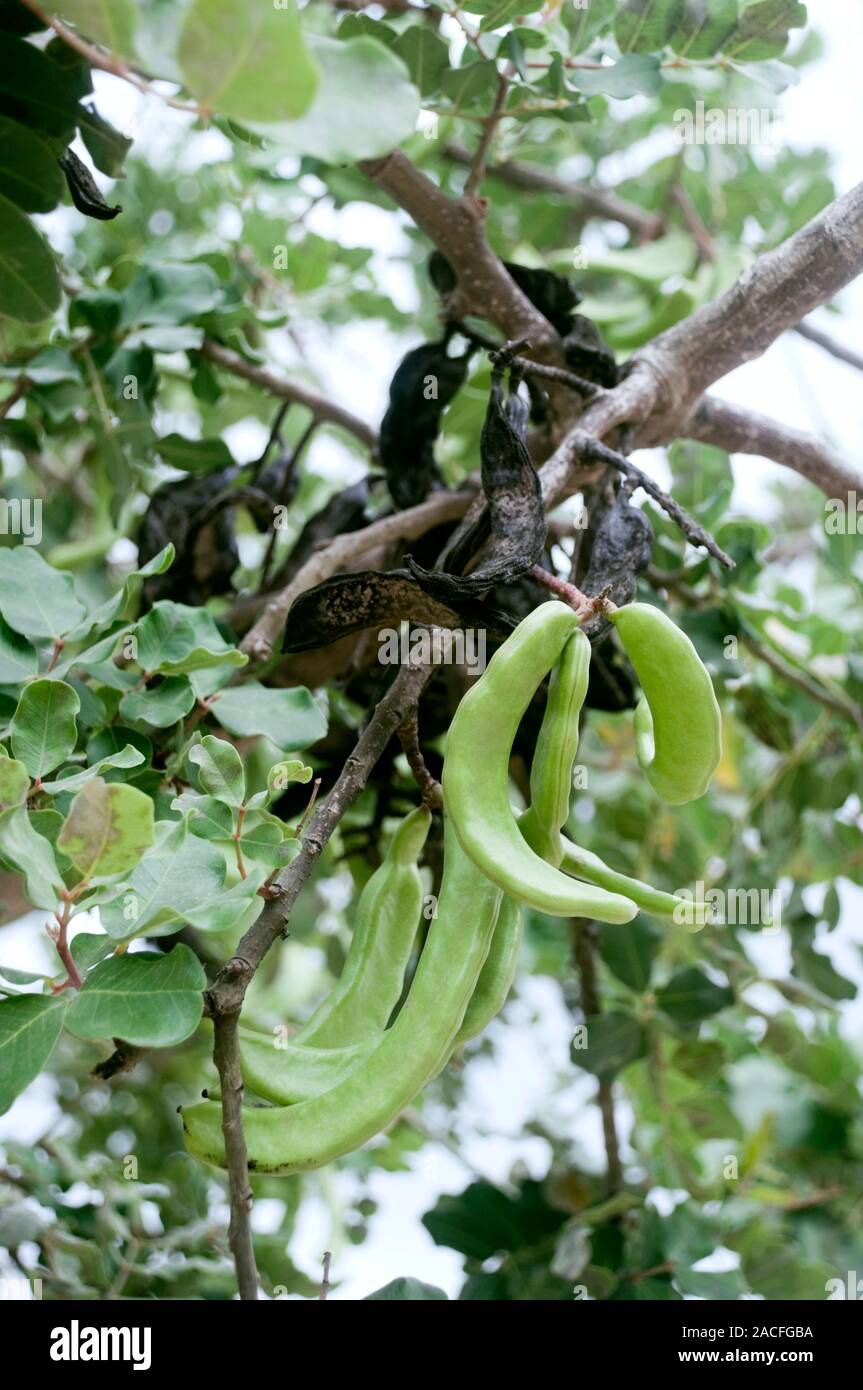 Carob tree (Ceratonia siliqua) seed pods. Old (black) and new (green