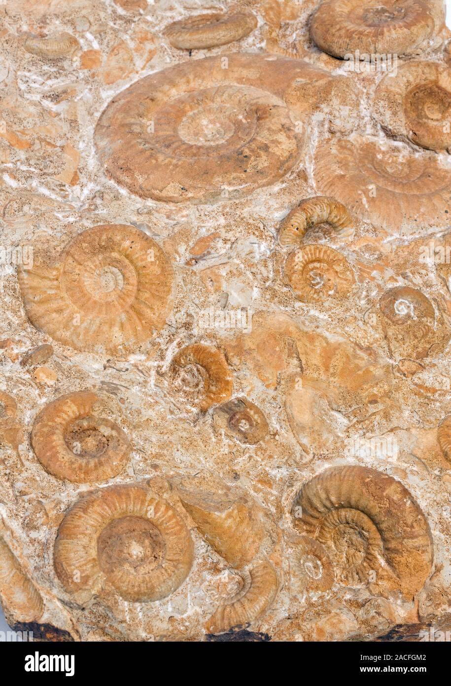 Ammonite fossils. Ammonites were marine invertebrates. They first
