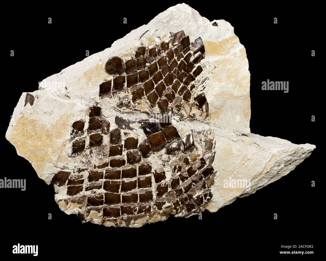 Fish scale fossil. Rock containing a fossil of a the skin of a Lepidotus gigas showing its