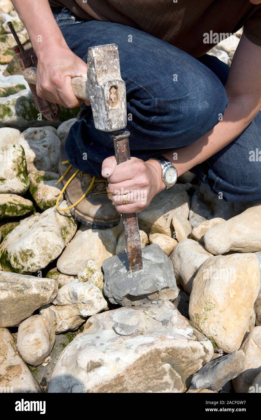 Fossil hunting. Palaeontologist using a hammer and chisel to break