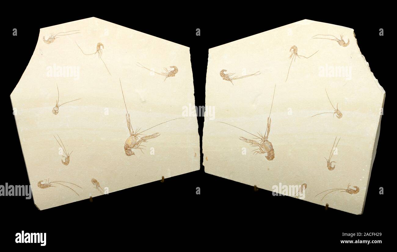 Shellfish fossils. Rocks containing fossils of a Homarus hakelensis ...