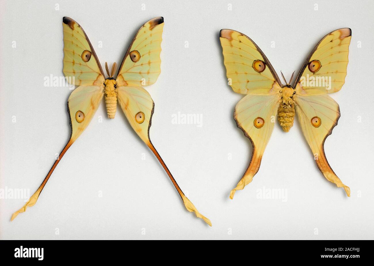 Male and female moths (Argema mittrei). The male is at left, and the