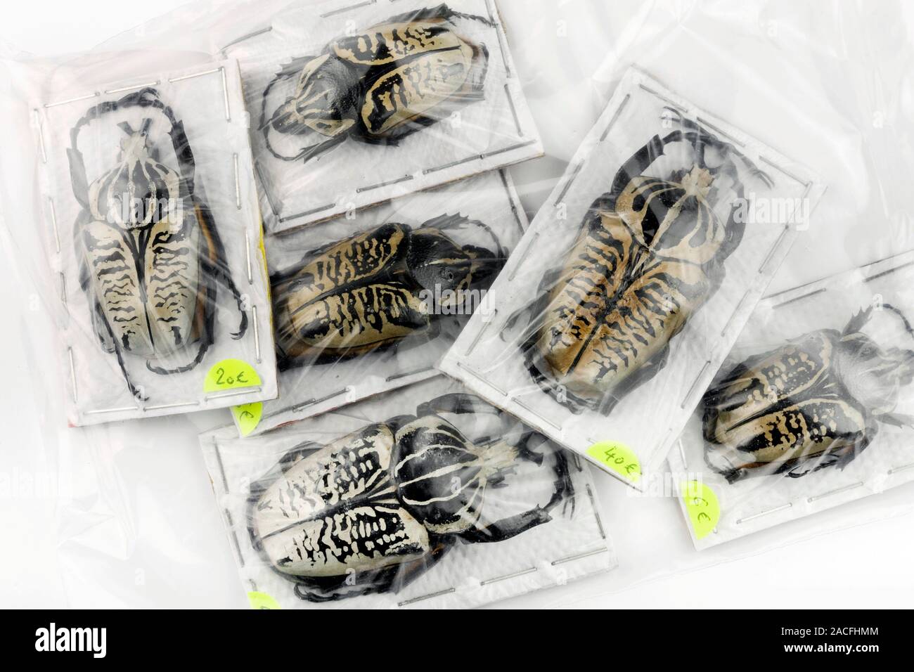 Large dried beetles wrapped in plastic and labelled with prices for sale to beetle collectors