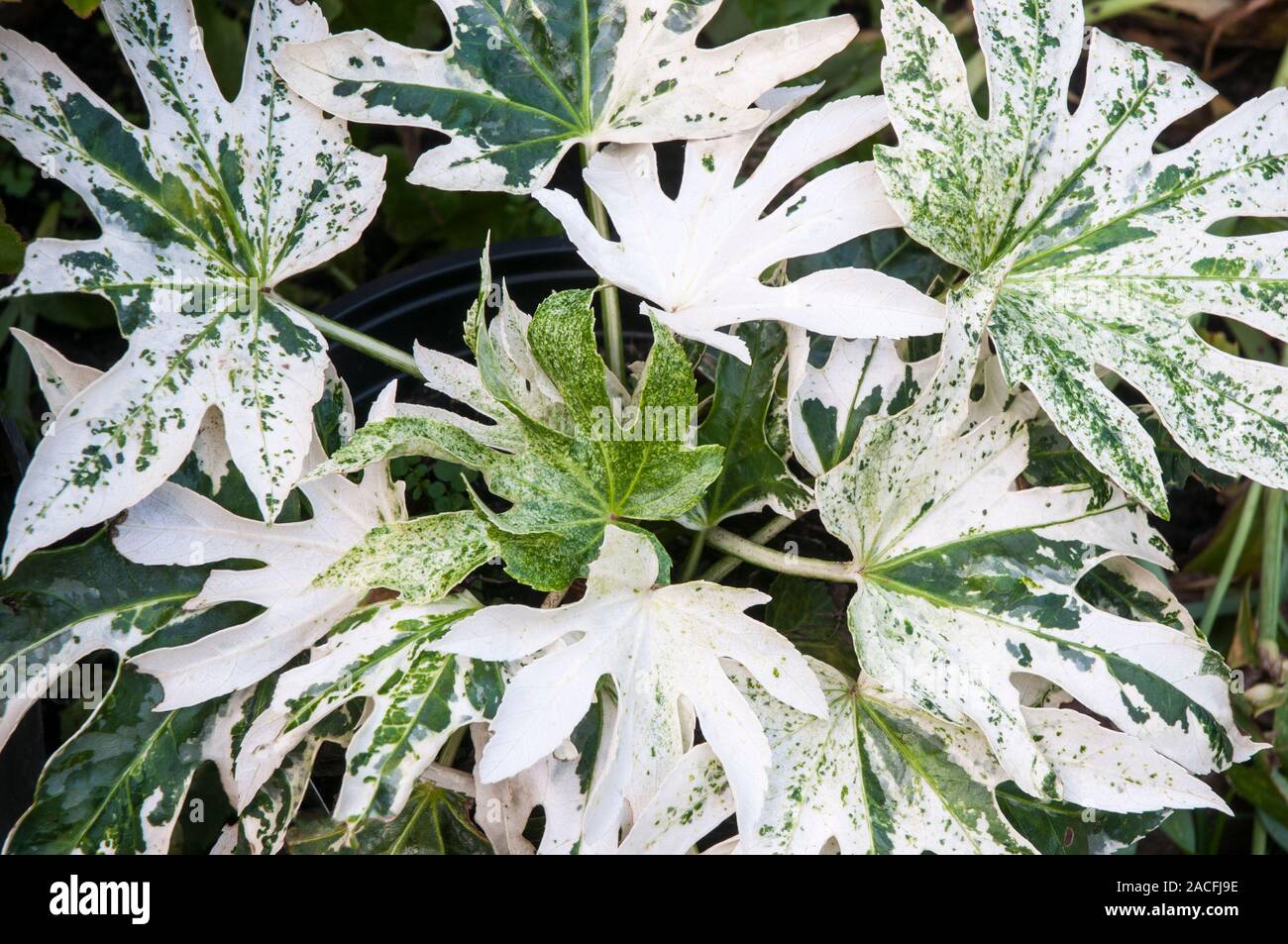 Fatsia japonica Spiders Web is a plant that has White and Green leaves  A bushy shrub that is evergreen and fully hardy Stock Photo