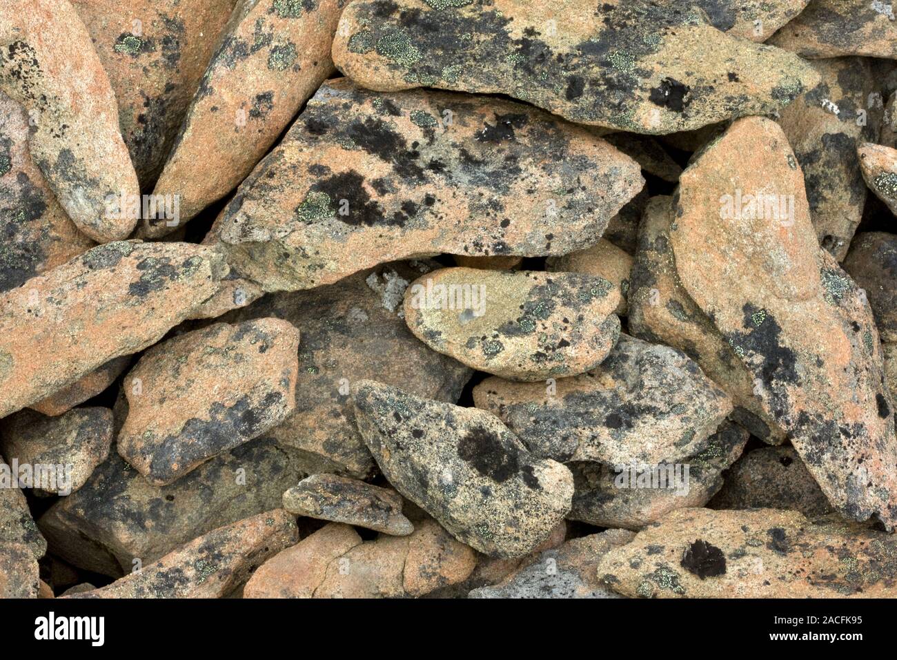Lichen-covered rocks. Lichens on scree rocks on a mountainside. Lichens ...
