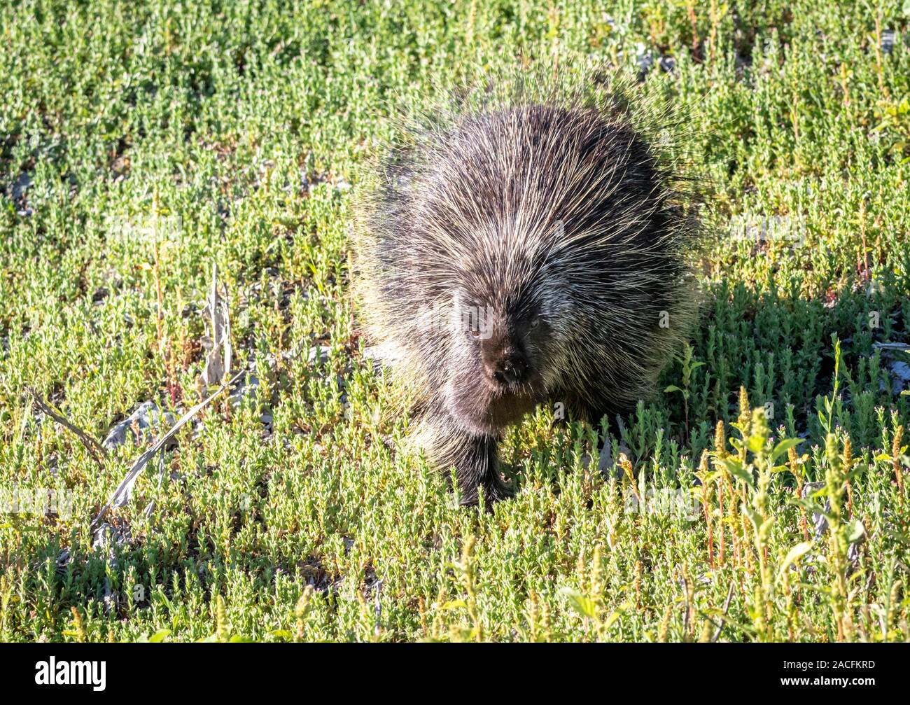 porcupine shooting quills