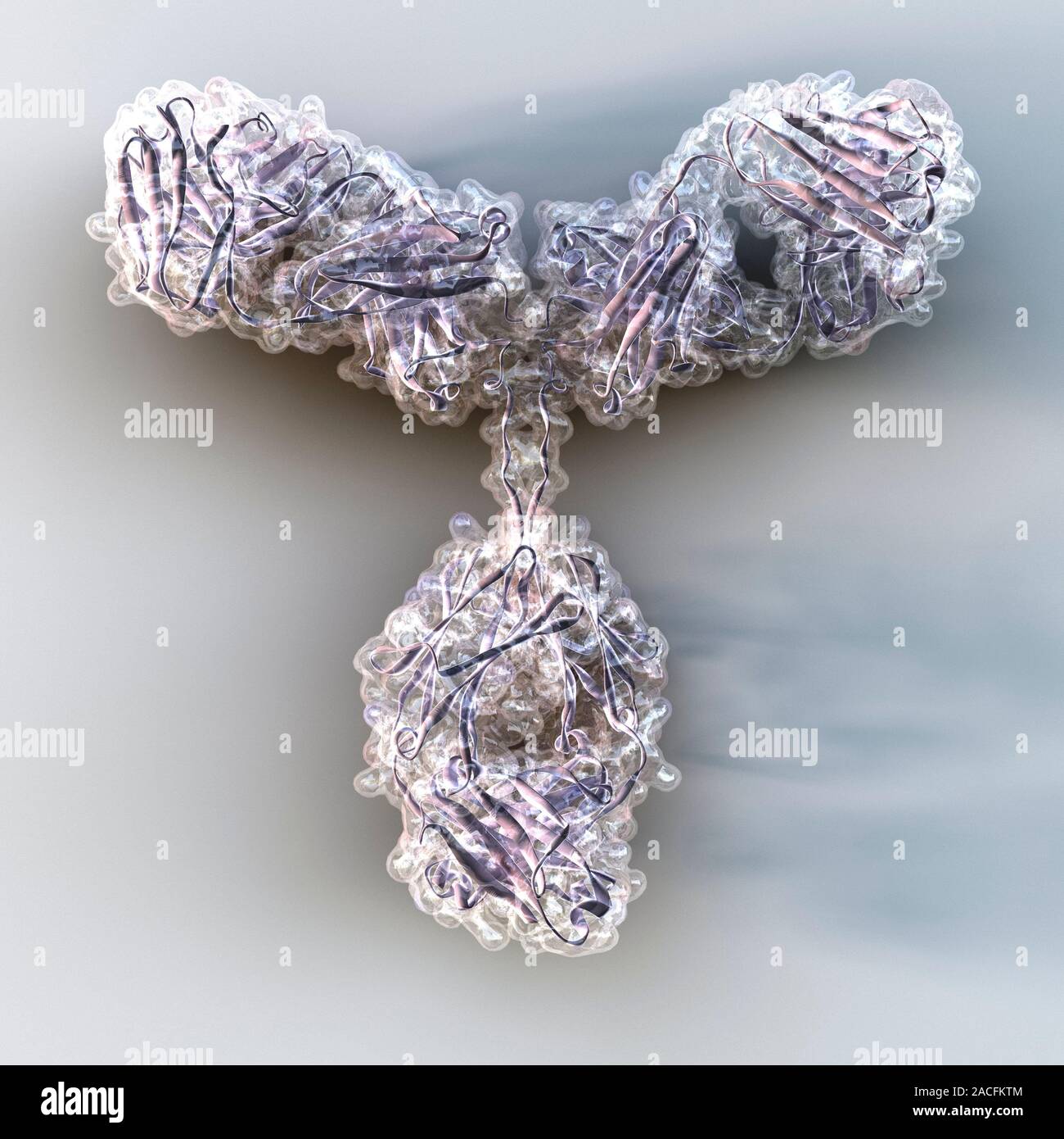 Antibody. Molecular model of an antibody. This Yshaped protein is