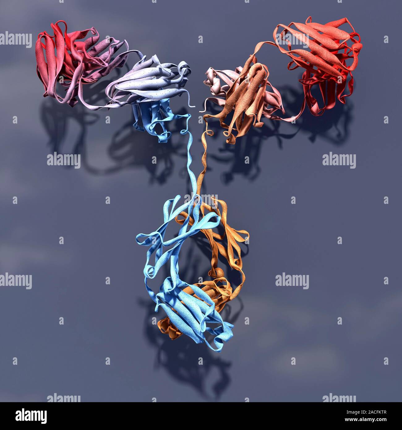 Antibody. Molecular model of the surface of an antibody. This Yshaped