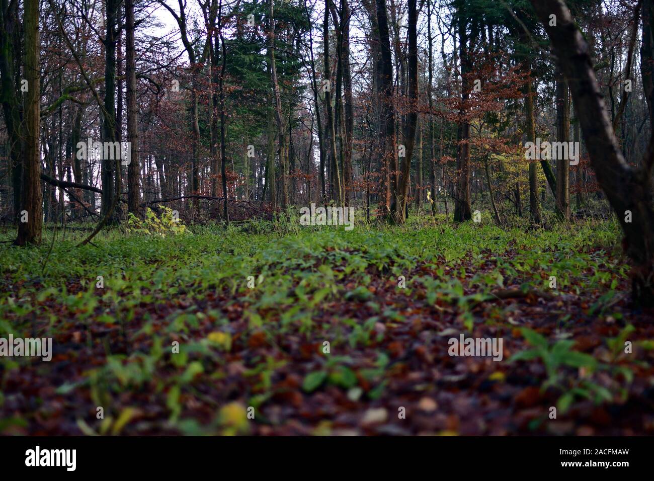 Ground level view hi-res stock photography and images - Alamy