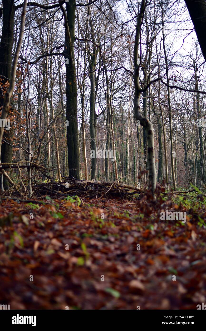 Ground level view of trees in a woodland Stock Photo - Alamy