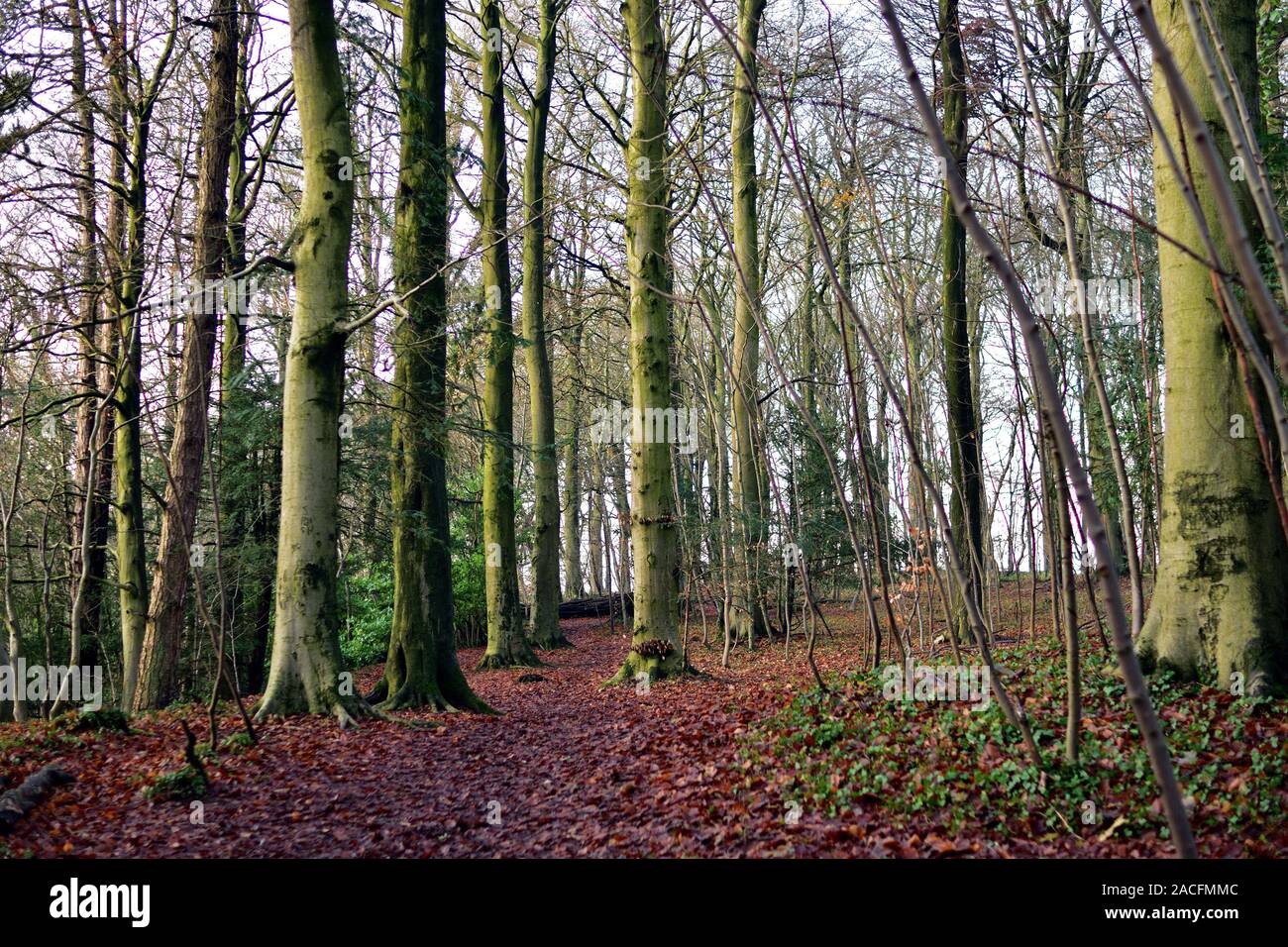 Wet Woodland Walks High Resolution Stock Photography and Images - Alamy