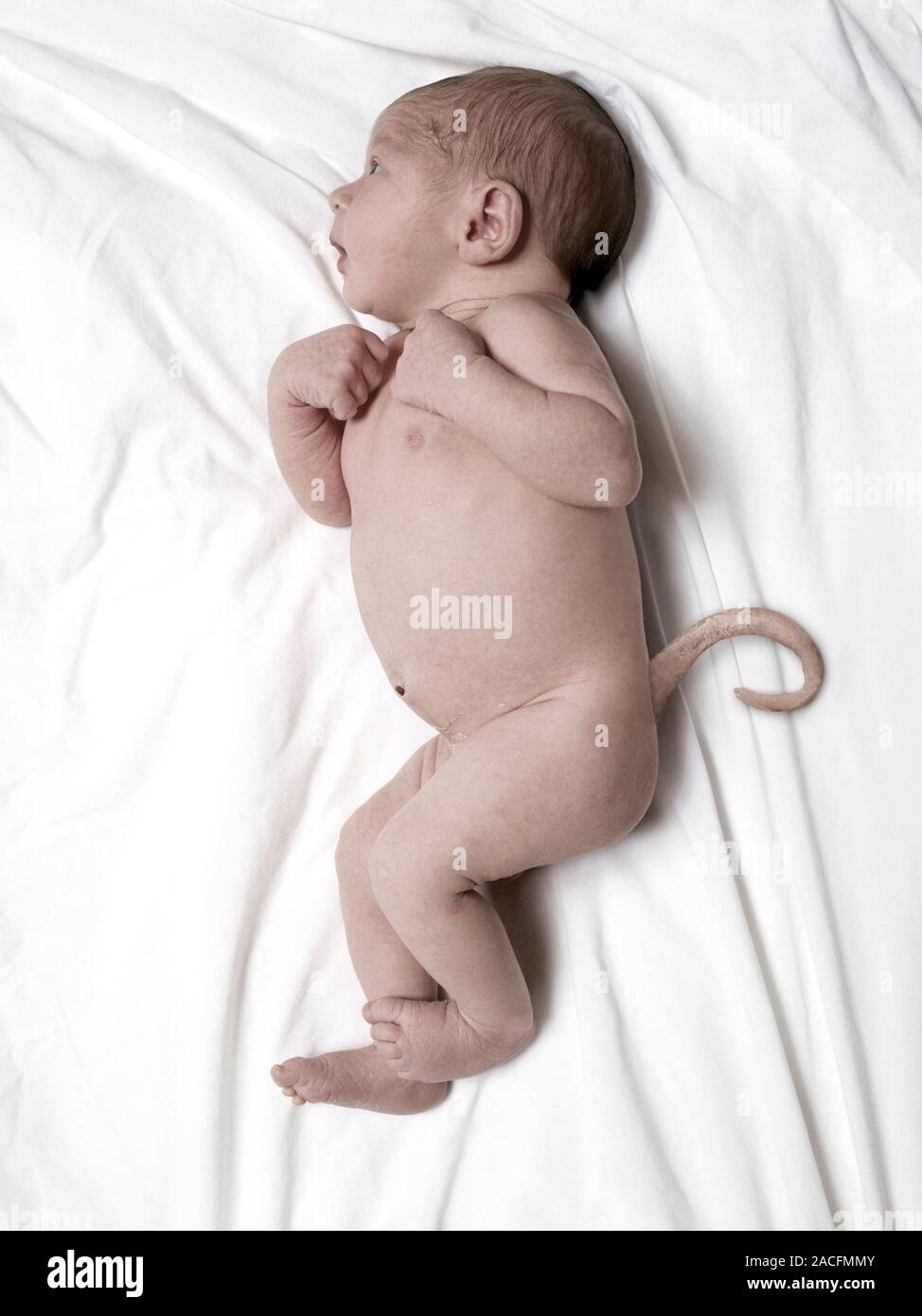 Human baby with a tail, digitally manipulated image. Stock Photo