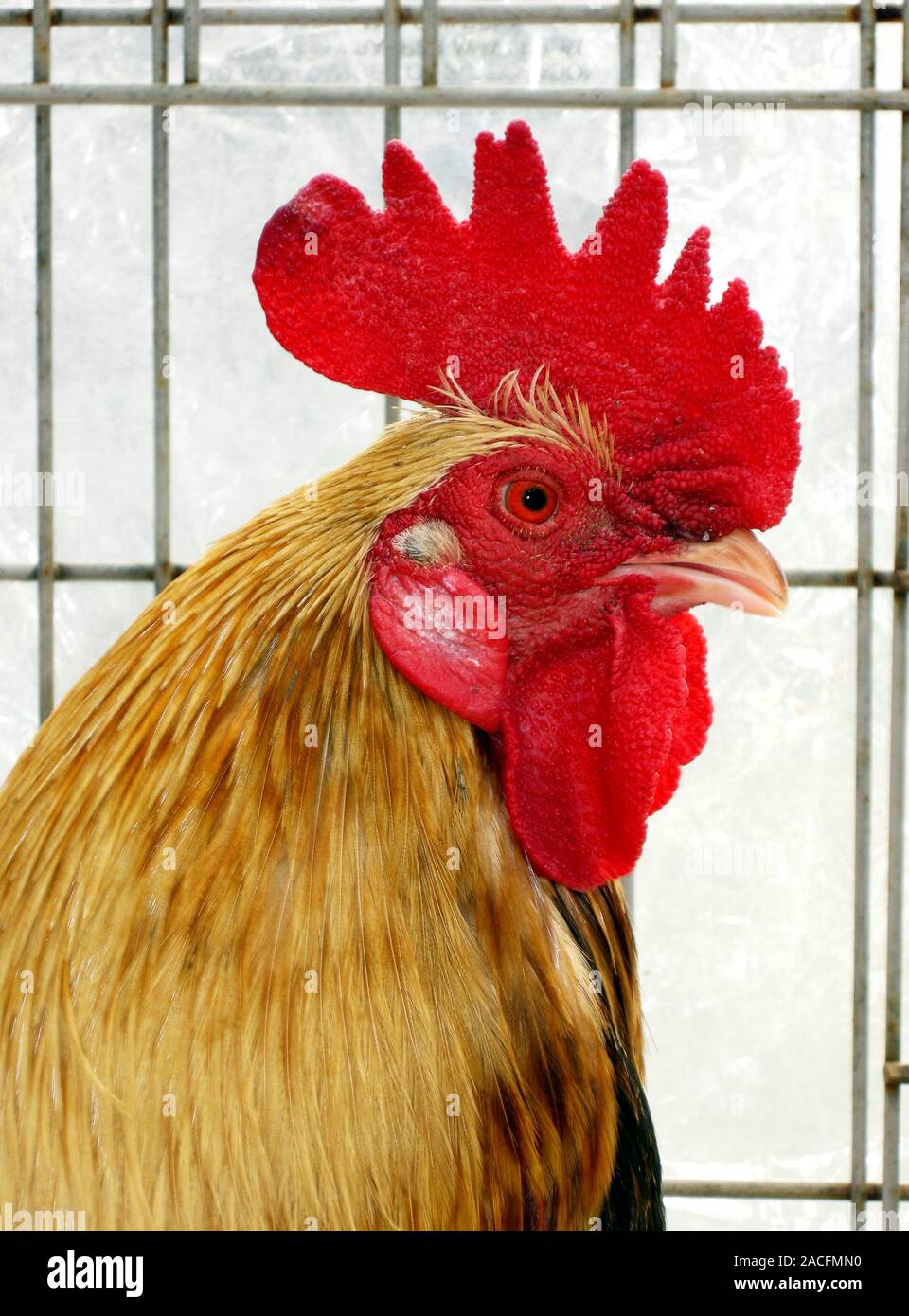 Cockerel, or male chicken (Gallus domesticus). Cockerels are known for