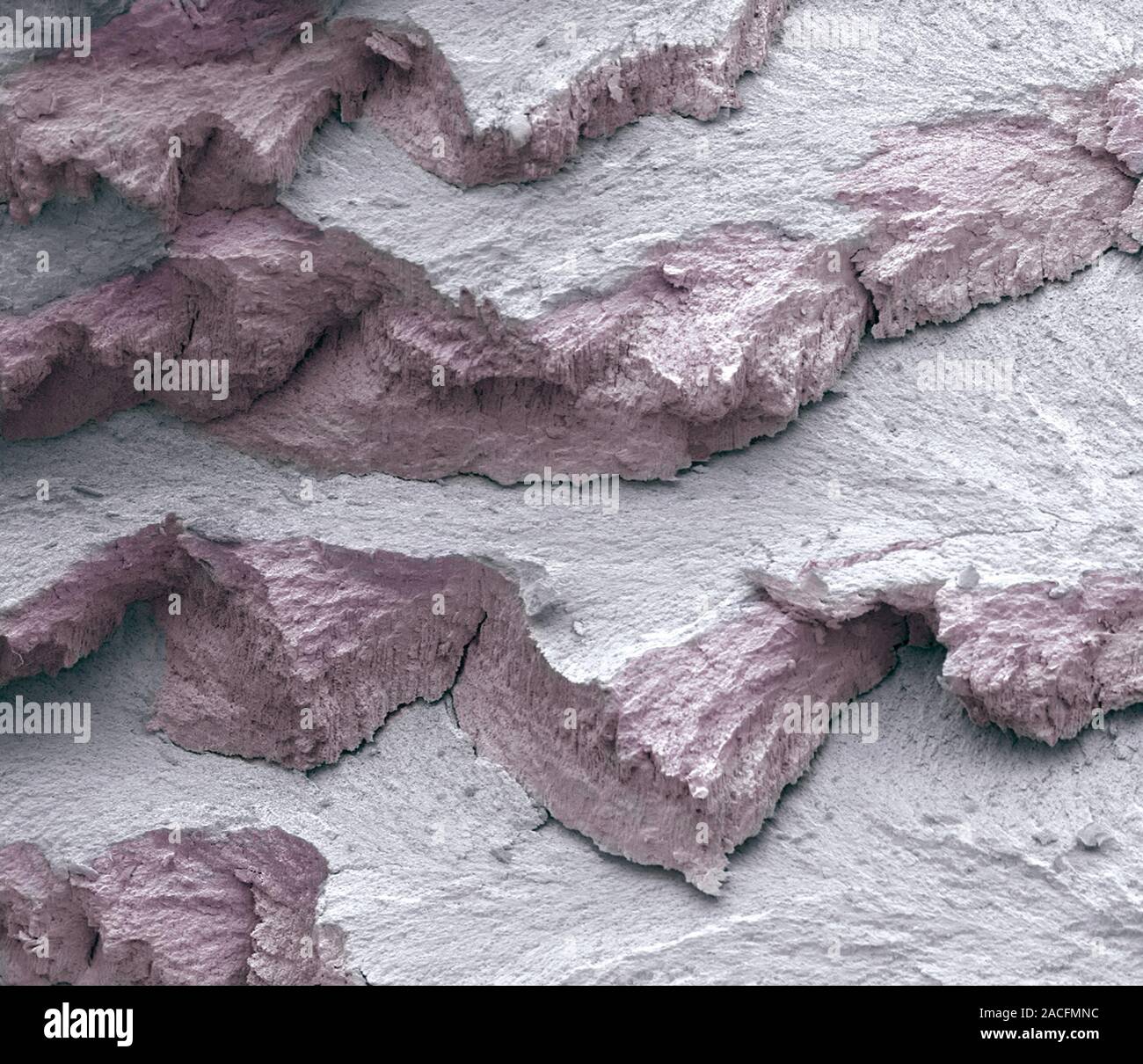 Ivory. Coloured scanning electron micrograph (SEM) of a fractured ...