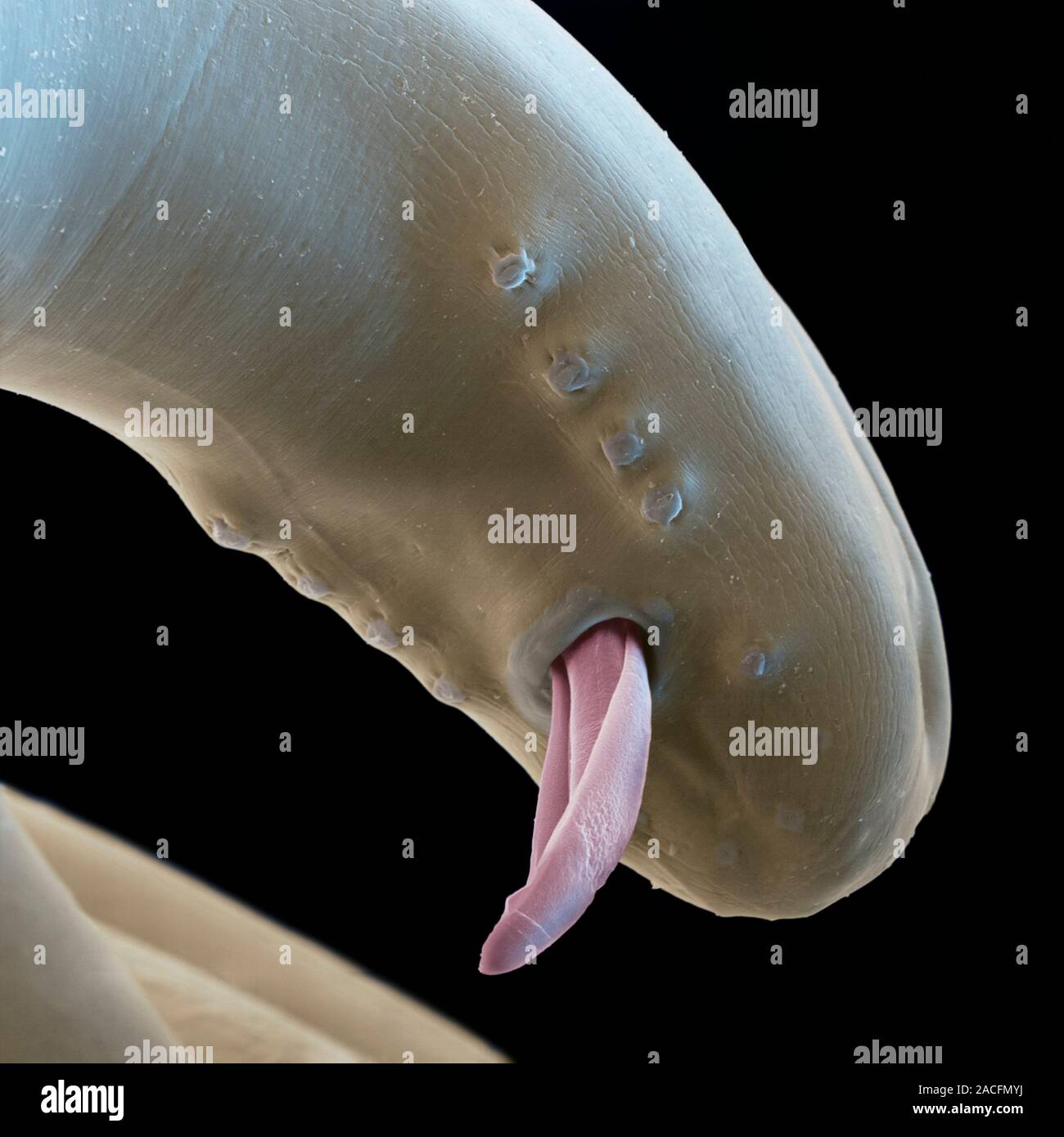 Heartworm. Coloured scanning electron micrograph (SEM) of the tail of a ...