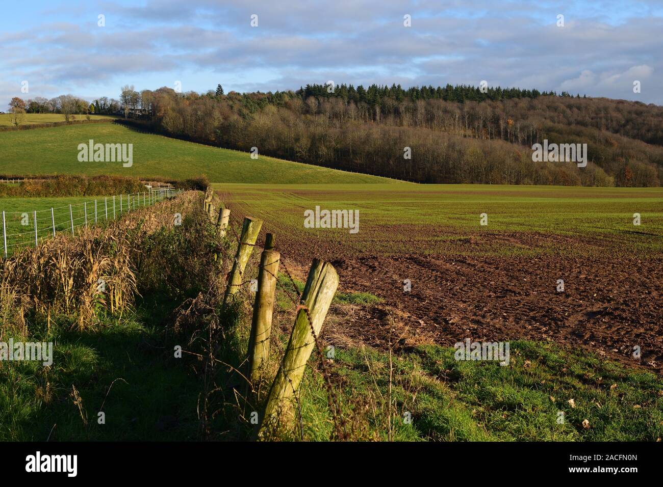 View over fields in Herefordshire towards a woodland. Stock Photo