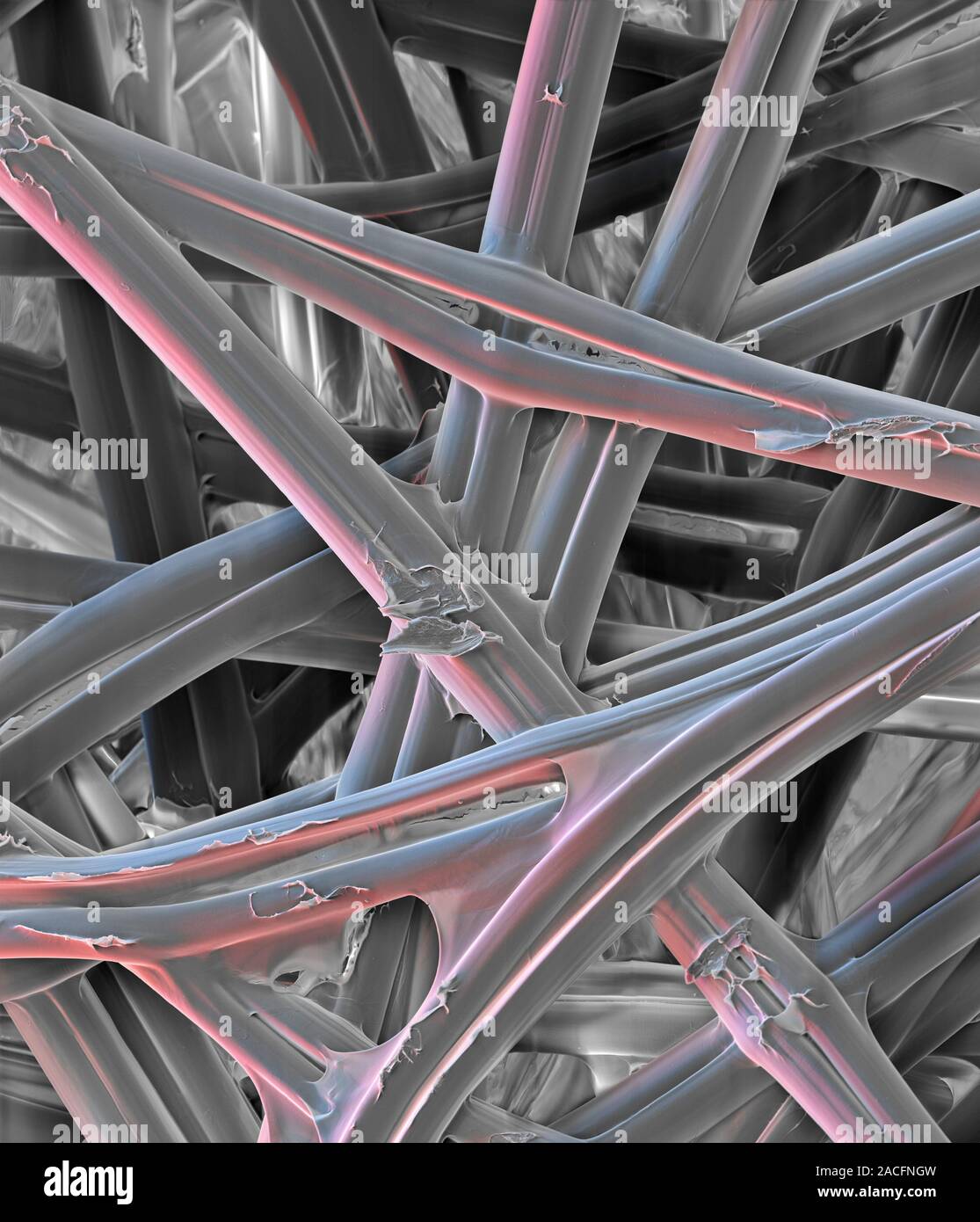 Silk fibres, coloured scanning electron micrograph (SEM). Silk is a