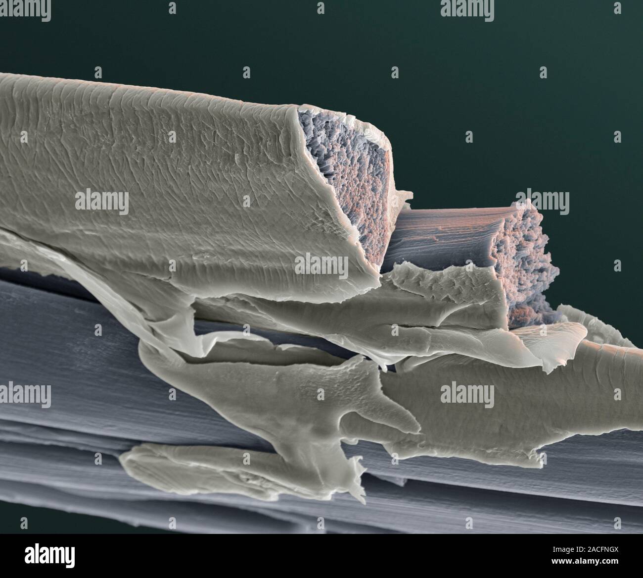 Silk fibres, coloured scanning electron micrograph (SEM). Silk is a