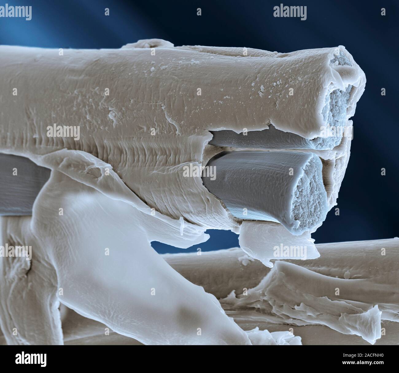 Silk fibres, coloured scanning electron micrograph (SEM). Silk is a