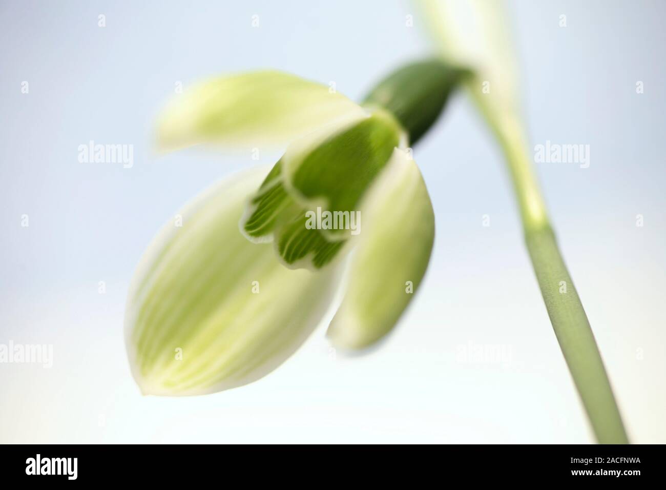 Snowdrop (Galanthus elwesii 'Rosemary Burnham') flower. The distinguishing feature of this rare