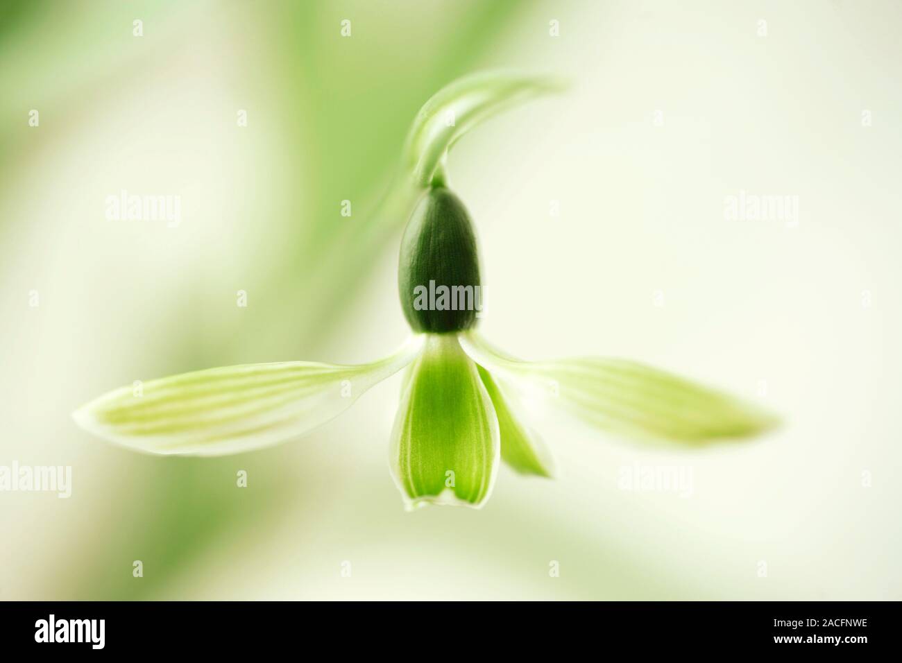 Snowdrop (Galanthus elwesii 'Rosemary Burnham') flower. The distinguishing feature of this rare