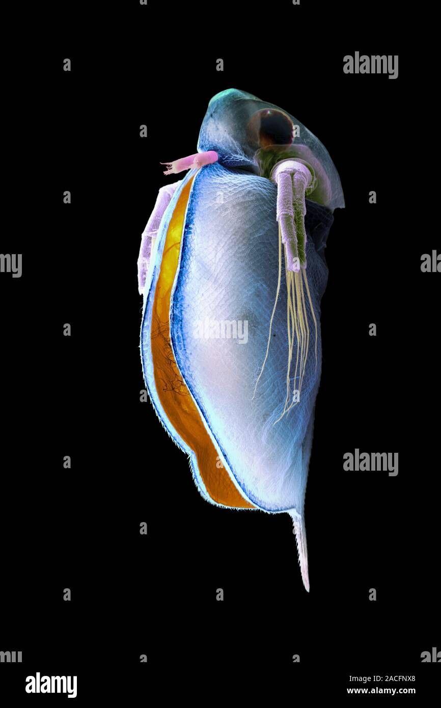 Water flea. Coloured scanning electron micrograph (SEM) of Daphnia