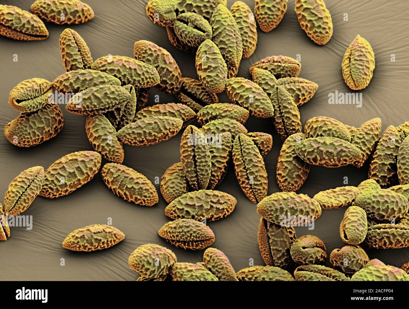 Iris sp. pollen grains, scanning electron micrograph (SEM). Pollen
