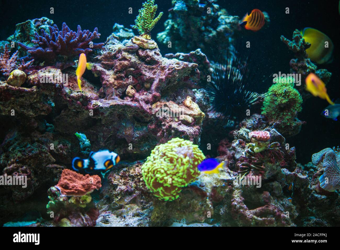 Marine Aquarium Reef and Tropical Fishes. Marine Plants and Animals in a Contained Environment. Stock Photo