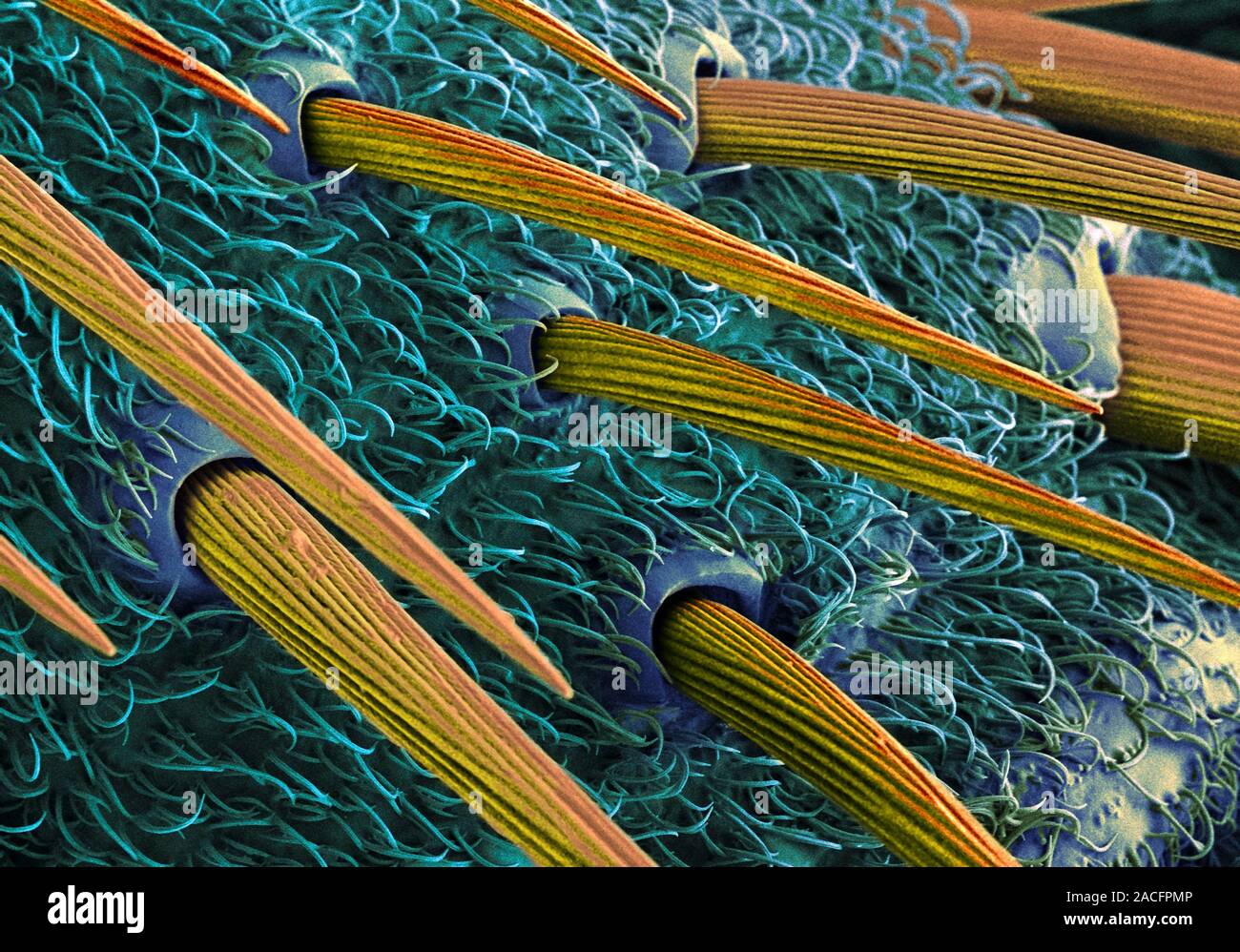 Insect body surface, coloured scanning electron micrograph (SEM Stock ...