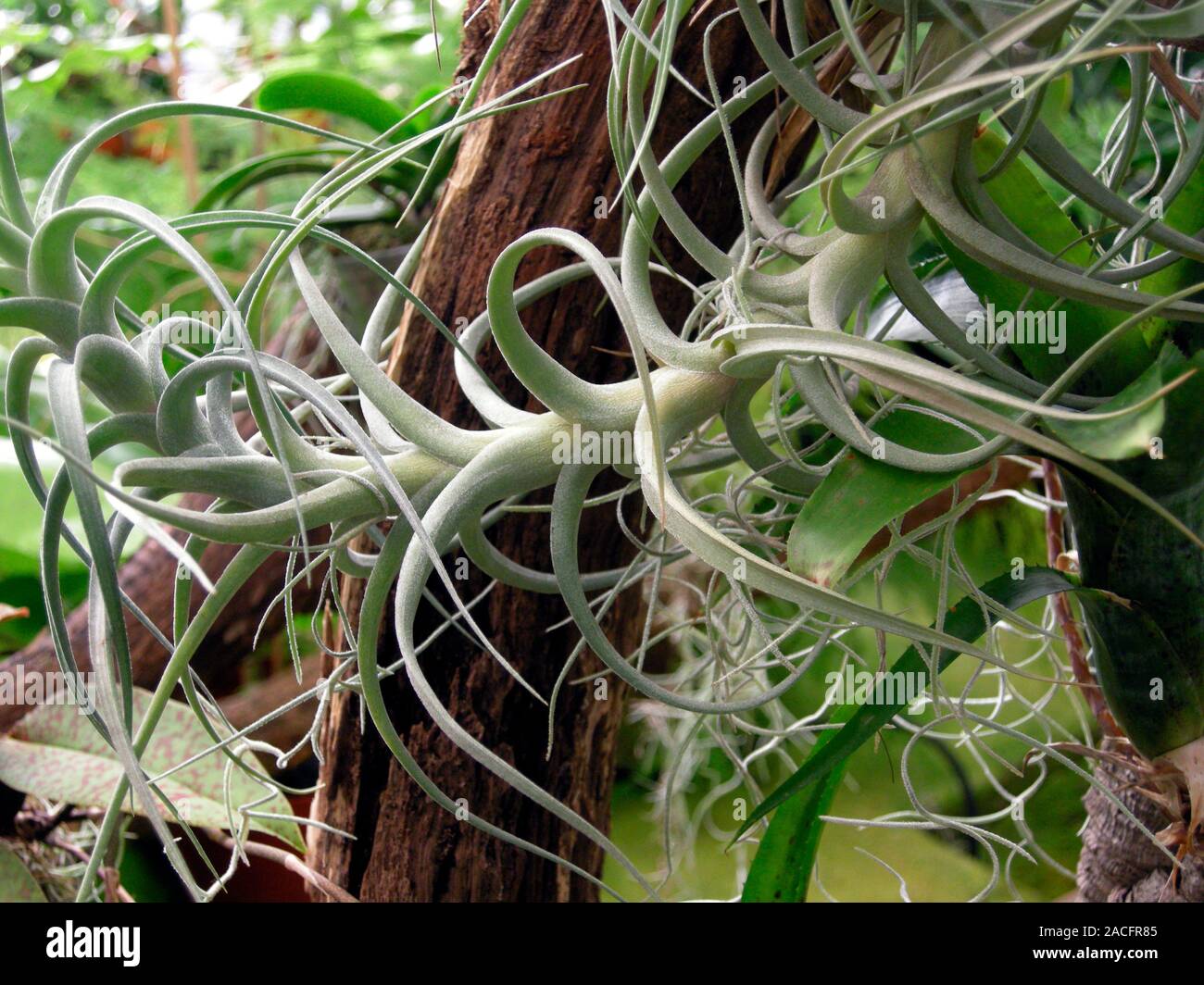 Epiphytic bromeliad (family Bromeliaceae) growing on a subtropical rainforest tree. Epiphytic bromeliads are non-parasitic plants that grow on a host Stock Photo