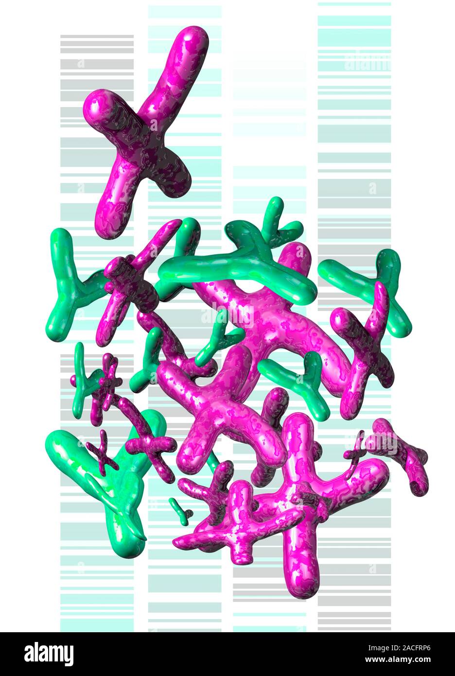 Chromosomes and DNA. Computer artwork of X (pink) and Y (green ...