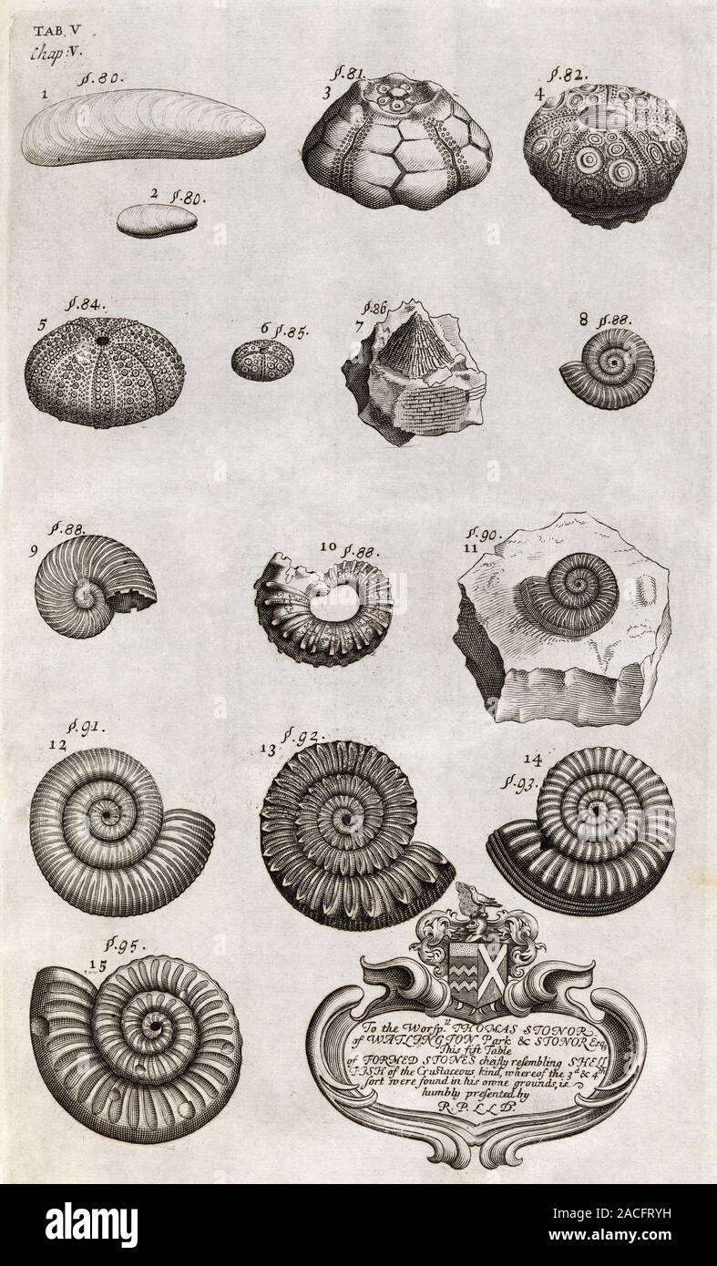 Fossils, 18th century artwork. This page of drawings is from the book