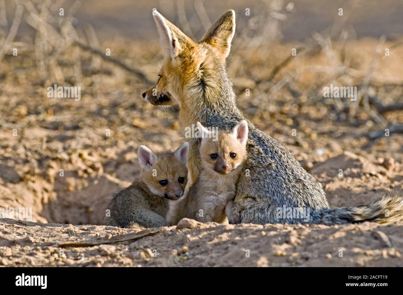 Cape fox (Vulpes chama) mother and young. Female cape foxes give birth