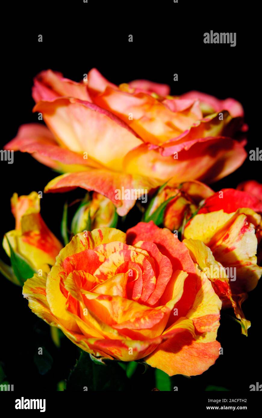 Rose (Rosa 'Tenacious') in flower. Stock Photo