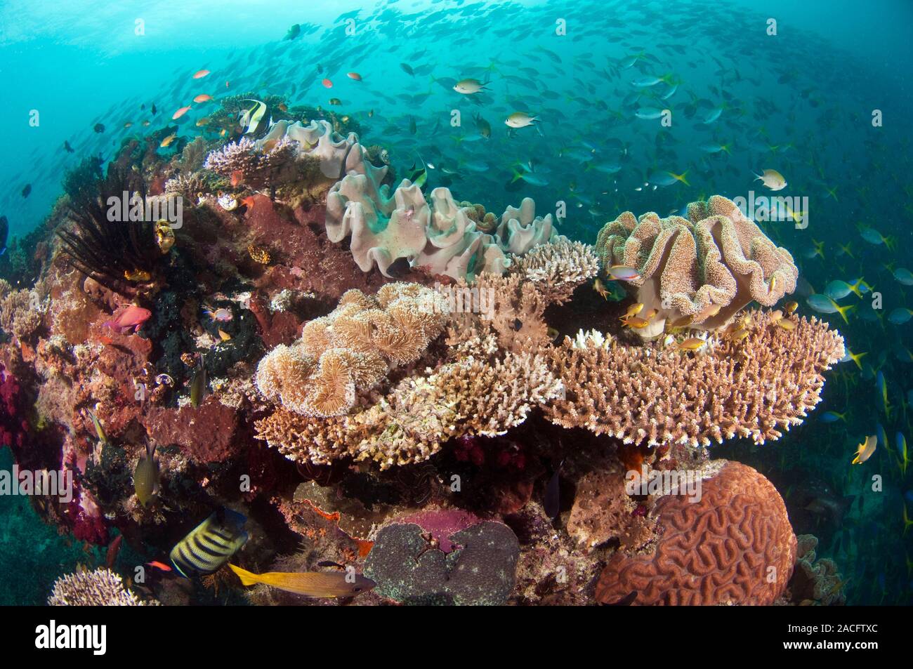 Coral reef community. Coral reefs are extensive and diverse marine