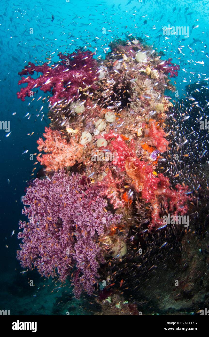 Coral reef community. Coral reefs are extensive and diverse marine