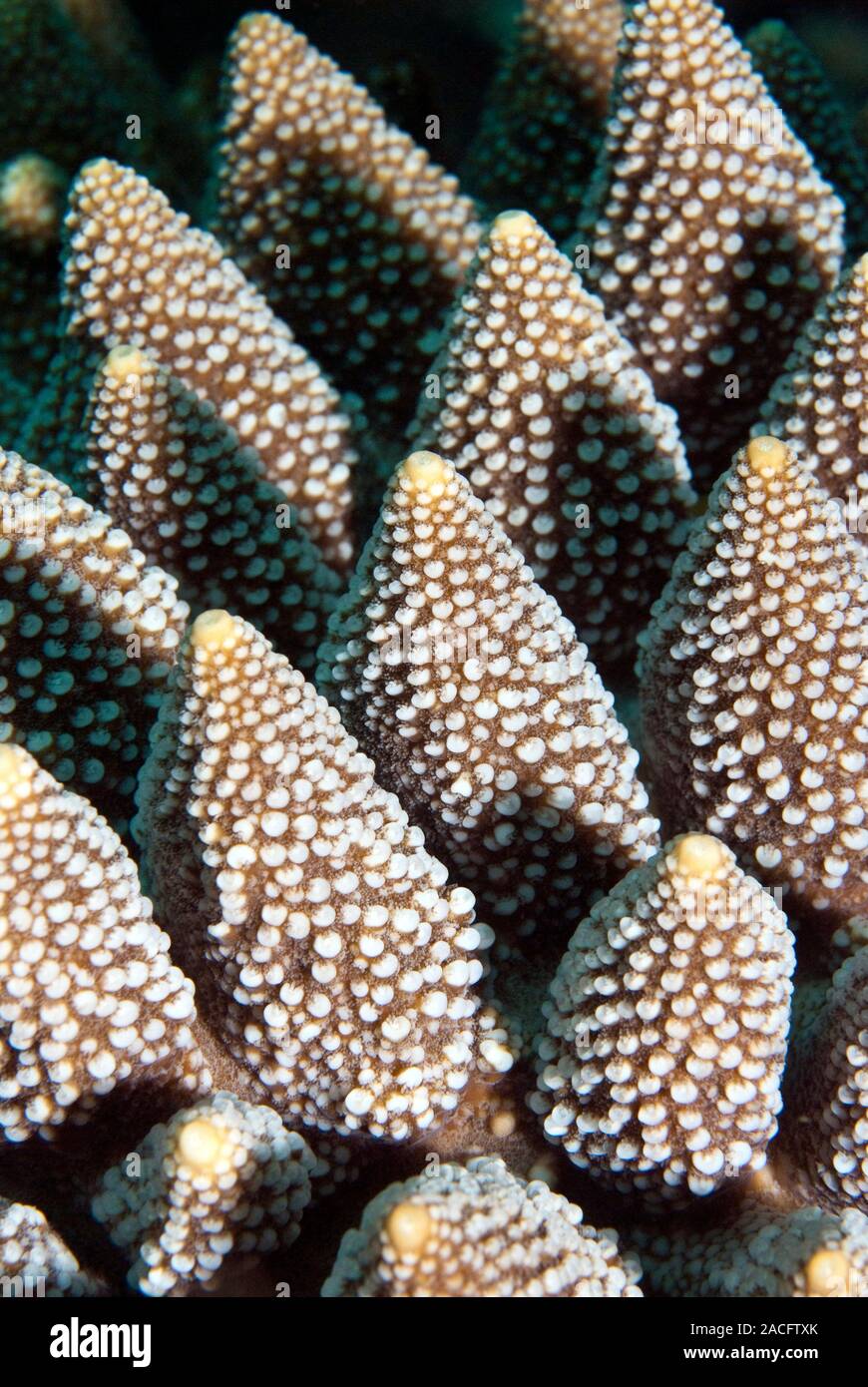 Acropora coral (Acropora sp.), close-up. Photographed off the Raja ...